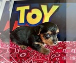 Small #2 Yorkshire Terrier