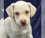 Small Photo #3 Chihuahua-Unknown Mix Puppy For Sale in San Diego, CA, USA