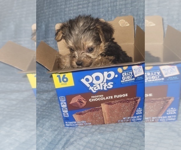 Medium Photo #145 Yorkshire Terrier Puppy For Sale in AKRON, OH, USA