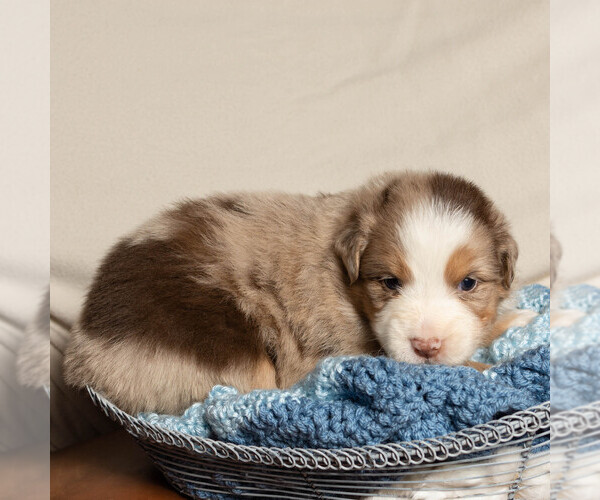 Full screen Photo #2 Australian Shepherd Puppy For Sale in ROCKY MOUNT, VA, USA