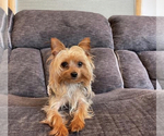 Small Photo #1 Yorkshire Terrier Puppy For Sale in FENTON, MI, USA
