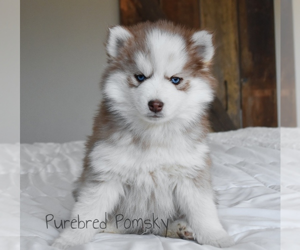 Medium Photo #4 Pomsky Puppy For Sale in KANSAS CITY, MO, USA