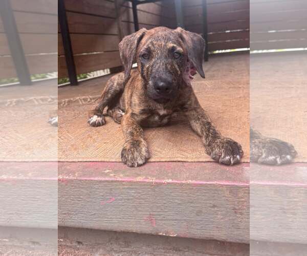 Medium Photo #1 Mutt Puppy For Sale in Greenville, SC, USA