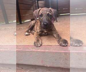 Mutt Dogs for adoption in Greenville, SC, USA
