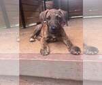 Small Mutt