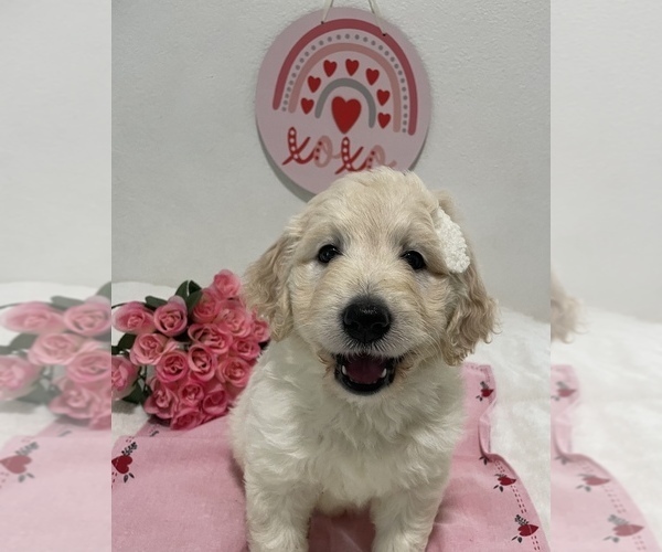 Medium Photo #2 Goldendoodle Puppy For Sale in NORTH HIGHLANDS, CA, USA