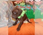 Small Photo #4 Great Dane Puppy For Sale in SPRAGGS, PA, USA