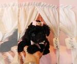 Small #2 Yorkshire Terrier