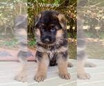 Puppy Wrangler German Shepherd Dog