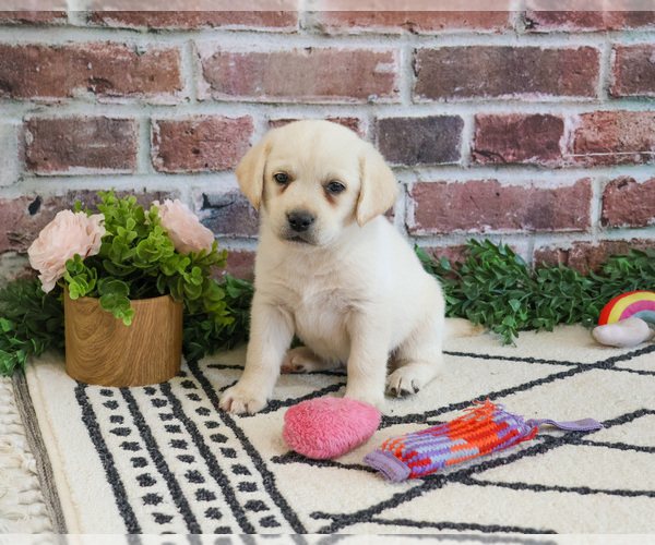 Medium Photo #15 Labrador Retriever Puppy For Sale in SYRACUSE, IN, USA