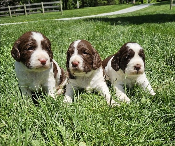 Medium Photo #5 English Springer Spaniel Puppy For Sale in WOOSTER, OH, USA