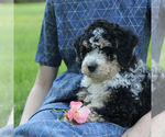 Small #2 Bernedoodle