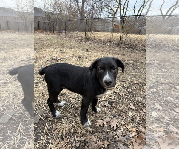 Medium Photo #3 Labrador Retriever-Retriever  Mix Puppy For Sale in Des Moines, IA, USA