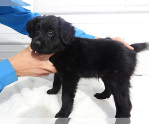 Border Collie Dog for Adoption in CARLISLE, Kentucky USA