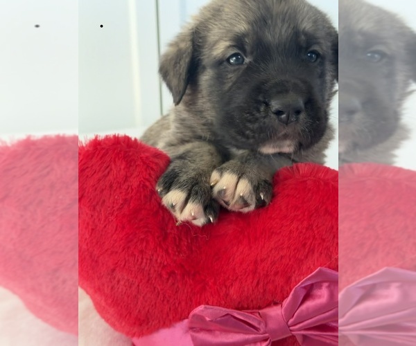 Medium Photo #2 Mastiff-Pyrenean Mastiff Mix Puppy For Sale in RHOME, TX, USA