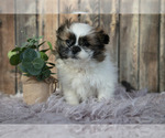 Small #2 Shih Tzu