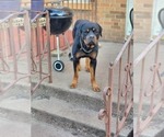 Small Photo #1 Rottweiler Puppy For Sale in RACINE, WI, USA