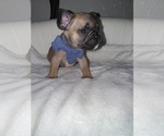 Puppy Puppy 5 French Bulldog
