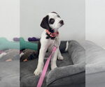 Small #1 Australian Shepherd-Great Pyrenees Mix