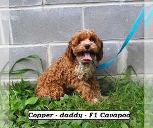 Father of the Cavapoo (Miniature) puppies born on 01/04/2026