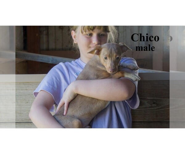 Medium Photo #17 Chihuahua Puppy For Sale in CLARE, MI, USA