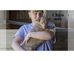 Small #16 Chihuahua