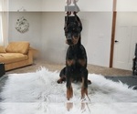 Small #9 Doberman Pinscher