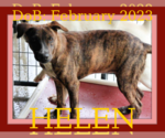 Small Photo #17 Plott Hound-Retriever  Mix Puppy For Sale in Sebec, ME, USA