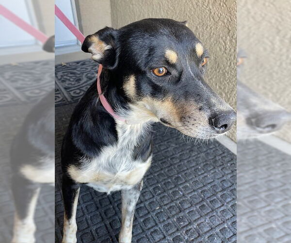 Medium Photo #3  Puppy For Sale in , 