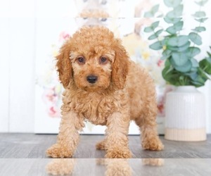 Goldendoodle (Miniature) Puppy for sale in BEL AIR, MD, USA