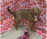 Small #4 Chesapeake Bay Retriever-German Shepherd Dog Mix