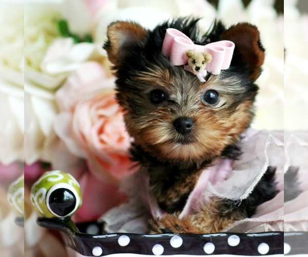 Medium Photo #6 Yorkshire Terrier Puppy For Sale in NAPLES, FL, USA