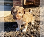 Small Photo #5 Bordoodle Puppy For Sale in LONDON, AR, USA