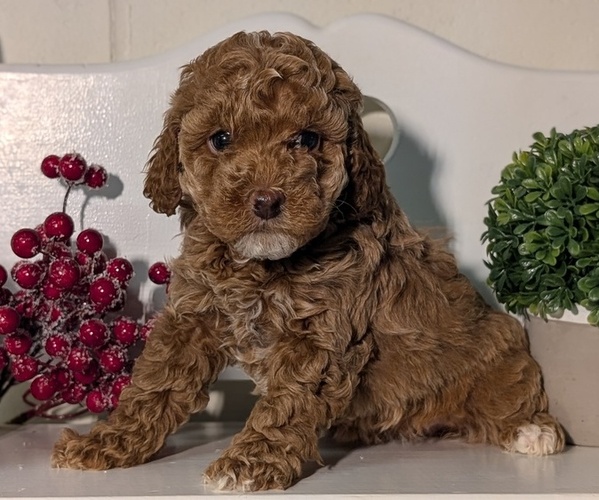 Medium Photo #14 Poodle (Miniature) Puppy For Sale in GOSHEN, IN, USA