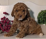 Small Photo #14 Poodle (Miniature) Puppy For Sale in GOSHEN, IN, USA