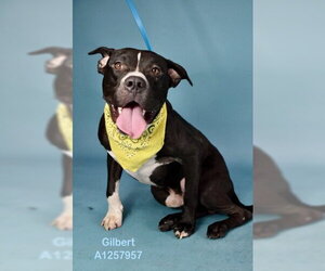 Mutt Dogs for adoption in Bakersfield, CA, USA