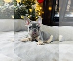 Puppy Duke French Bulldog