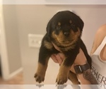 Small Photo #2 Rottweiler Puppy For Sale in ANGIER, NC, USA