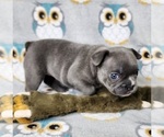 Small Photo #9 French Bulldog Puppy For Sale in SALEM, OR, USA