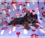 Small #7 Poodle (Miniature)