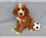 Small #4 Goldendoodle
