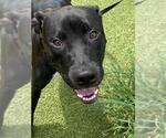 Small Labrador Retriever Mix