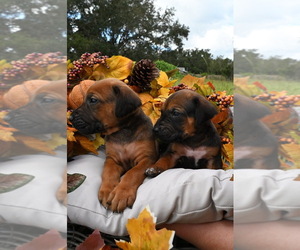 Rhodesian Ridgeback Puppy for sale in PLANT CITY, FL, USA