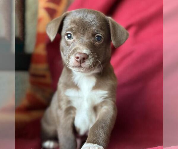 Medium Photo #2 Jack Russell Terrier-Unknown Mix Puppy For Sale in San Diego, CA, USA