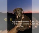 Small #13 Aussiedor