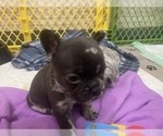 Small Photo #4 French Bulldog Puppy For Sale in LOWRY CITY, MO, USA