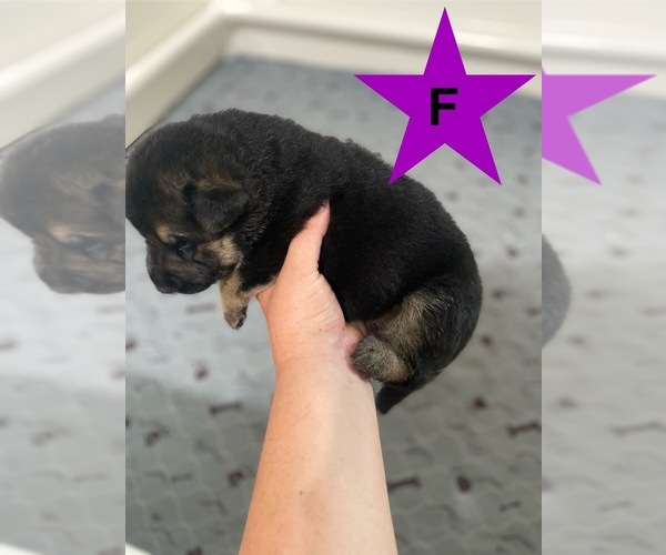 Medium Photo #6 German Shepherd Dog Puppy For Sale in ALACHUA, FL, USA