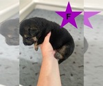 Small #5 German Shepherd Dog