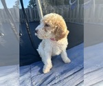 Small #5 Goldendoodle