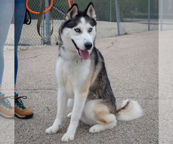 Medium Photo #5 - Mix Puppy For Sale in Huntley, IL, USA